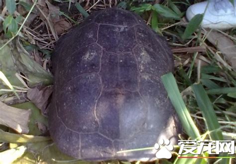 吊蘭花語 烏龜是冷血動物嗎